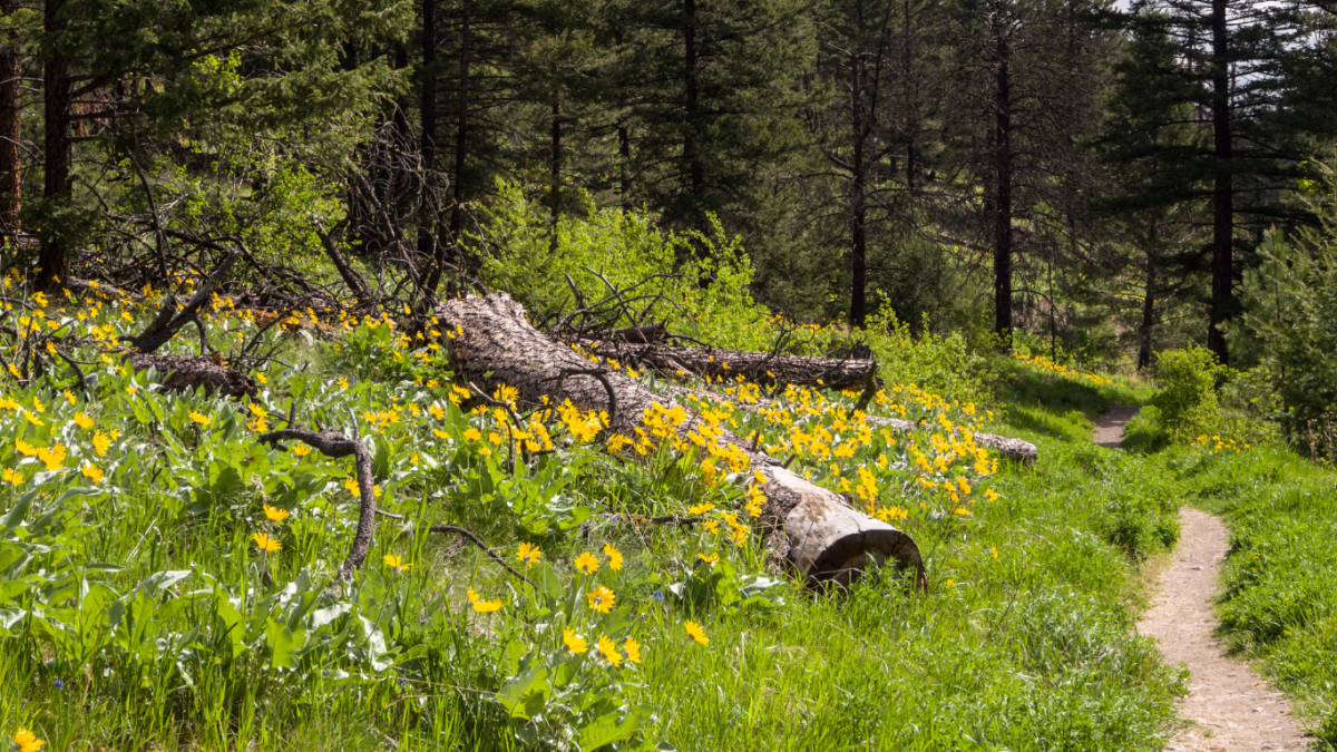 Woensdag: Vrolijk samen in de natuur (groep 3,4,5)